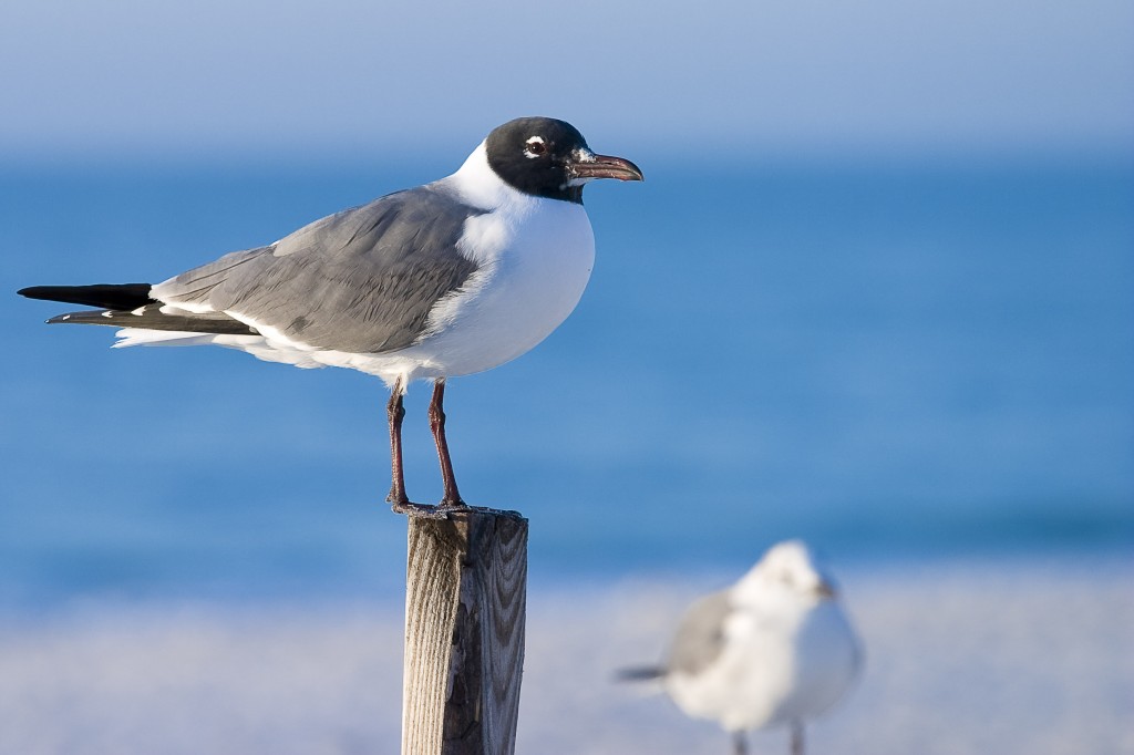 coastal-1